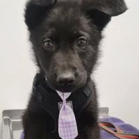 Anthony Animal Clinic ico
