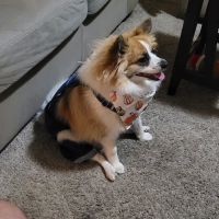 Waynedale Animal Clinic ico