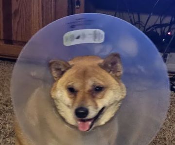 Southwest Veterinary Urgent Care