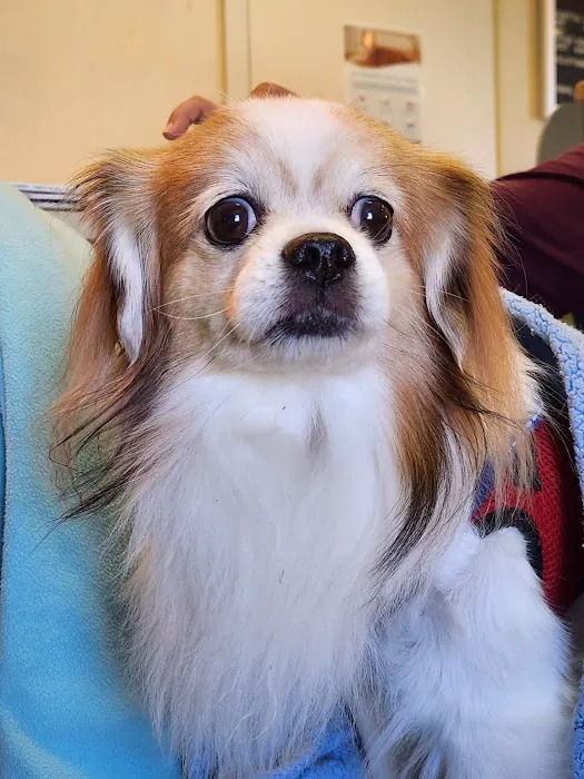 Allen Veterinary Hospital 2