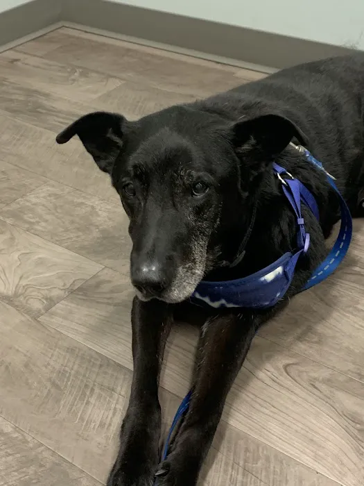 Allen Veterinary Hospital 6