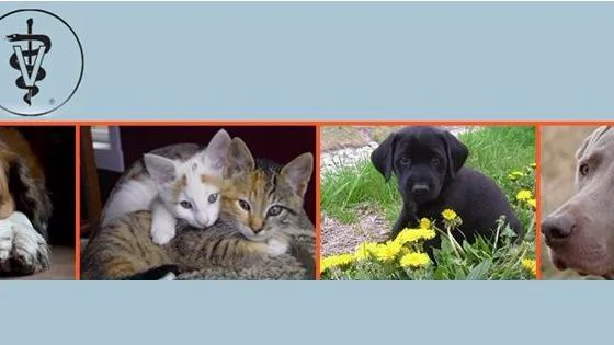 Allen Veterinary Hospital 1