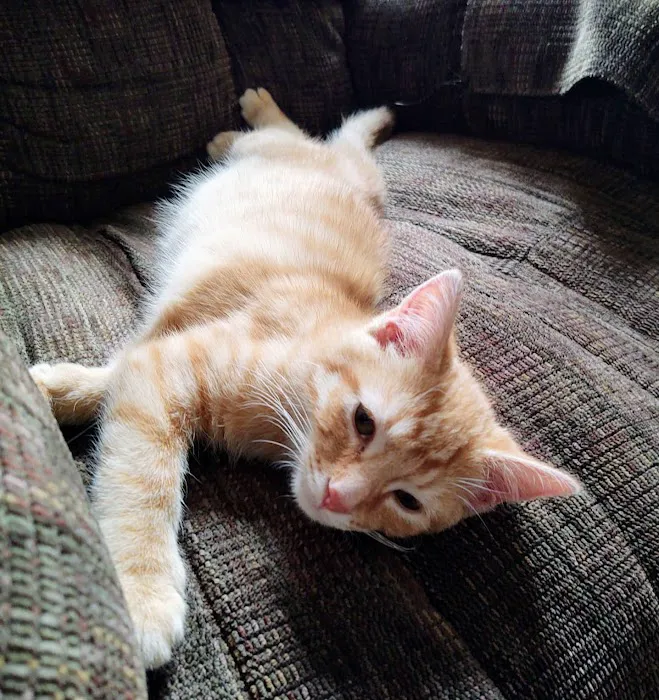 Maumee Valley Veterinary Clinic 9