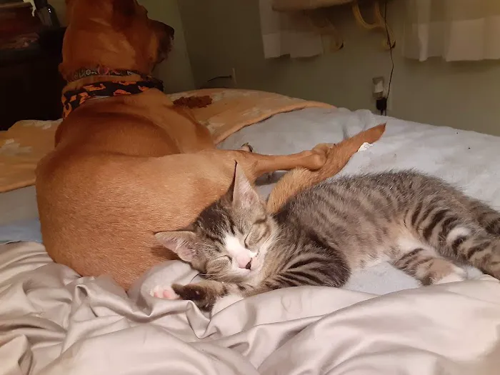 Indian Creek Veterinary Hospital 6