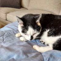 Indian Creek Veterinary Hospital: Reinholt Jill DVM ico