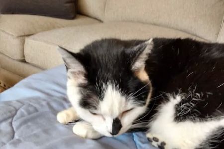 Indian Creek Veterinary Hospital: Reinholt Jill DVM