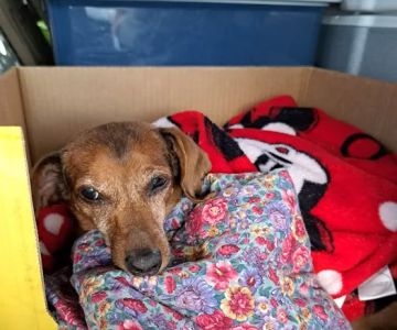 Buckeye Veterinary Hospital