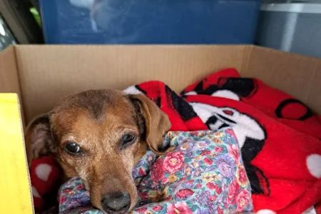 Buckeye Veterinary Hospital