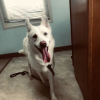 Sylvan Lake Animal Clinic ico