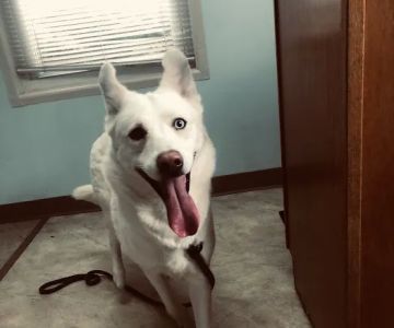 Sylvan Lake Animal Clinic