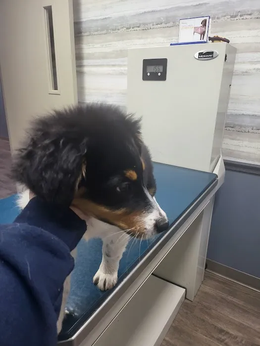 King Veterinary Clinic 2