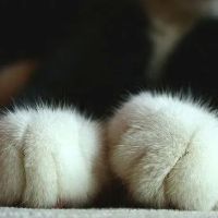 King Veterinary Clinic ico