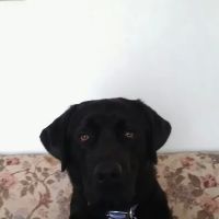 Lagrange Veterinary Clinic ico