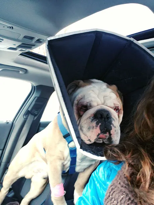 Pokagon Veterinary Hospital 12