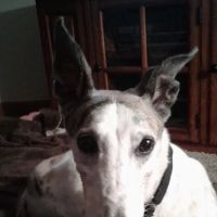 Ligonier Animal Clinic ico