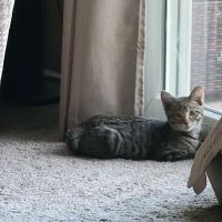 All Paws & Claws Veterinary Clinic ico