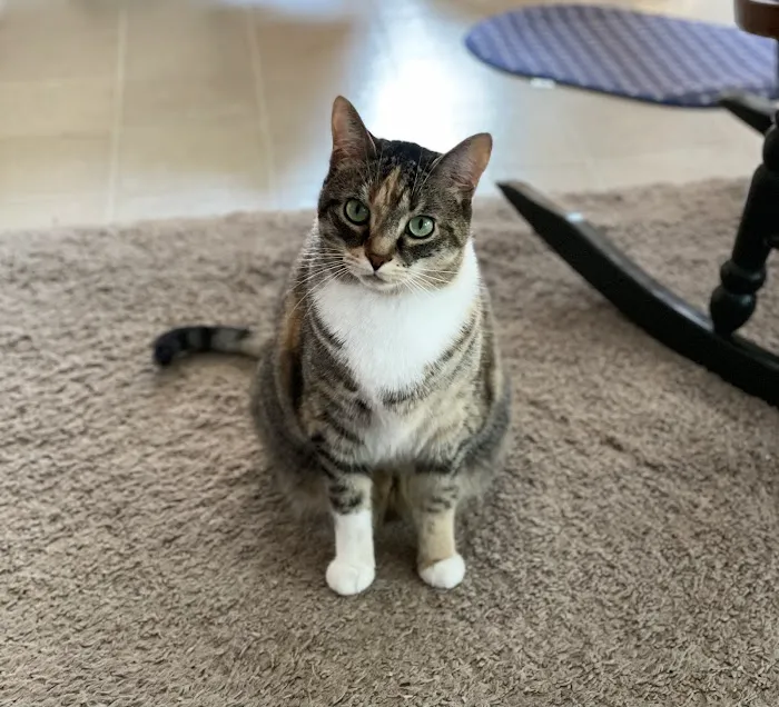 All Paws & Claws Veterinary Clinic 3