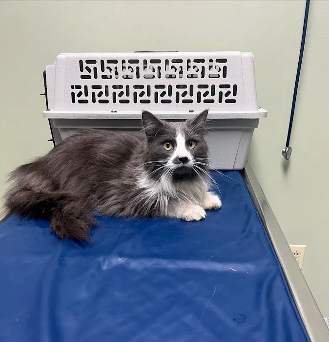 Animal Hospital of Syracuse 5