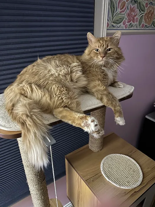 C.C. Veterinary Hospital 12