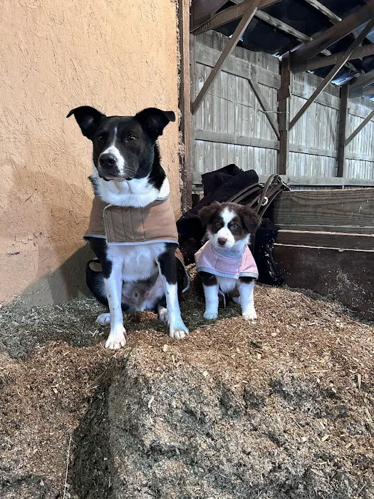 C.C. Veterinary Hospital 12