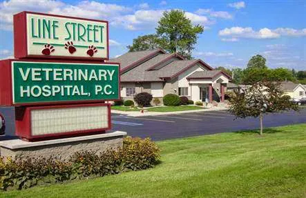 Line Street Veterinary Hospital 3