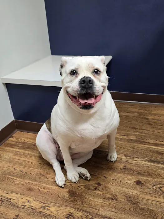 Line Street Veterinary Hospital 2