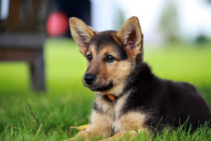 Lakeland Animal Clinic 12