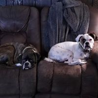 Thorpe Animal Hospital ico