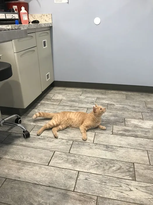 Thorpe Animal Hospital 7