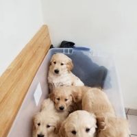 Pytel Veterinary Clinic ico