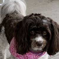 Cole Veterinary Hospital ico