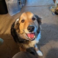 Mackinaw Veterinary Associates ico