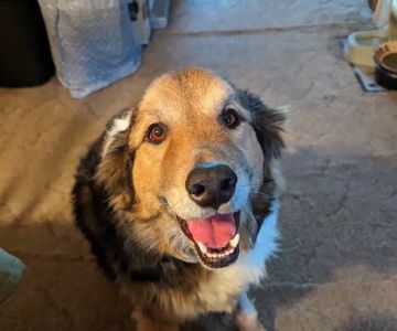 Mackinaw Veterinary Associates