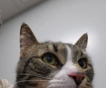 Bay Valley Animal Hospital