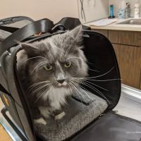 Riverside Animal Clinic ico