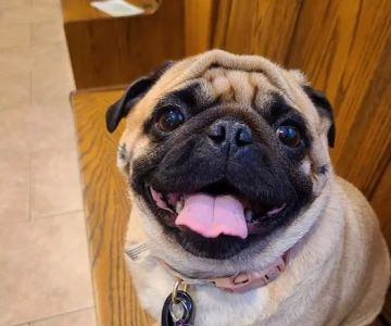 West Flint Animal Hospital