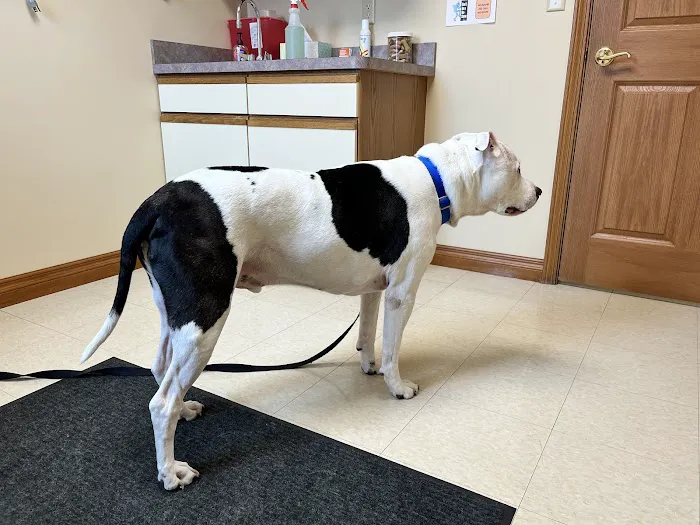 Animal Medical Center of Lapeer 7