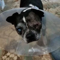 Animal Medical Center of Lapeer ico