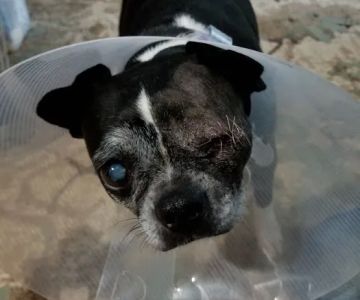 Animal Medical Center of Lapeer