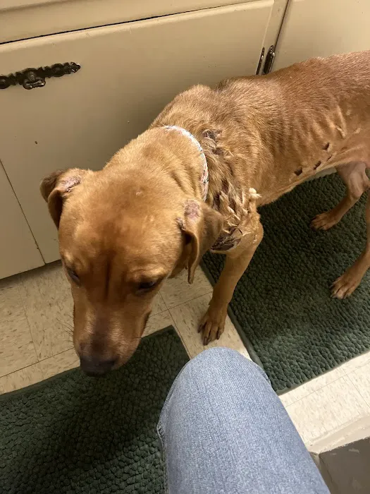 Animal Medical Center of Lapeer 8