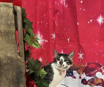Imlay City Veterinary Clinic