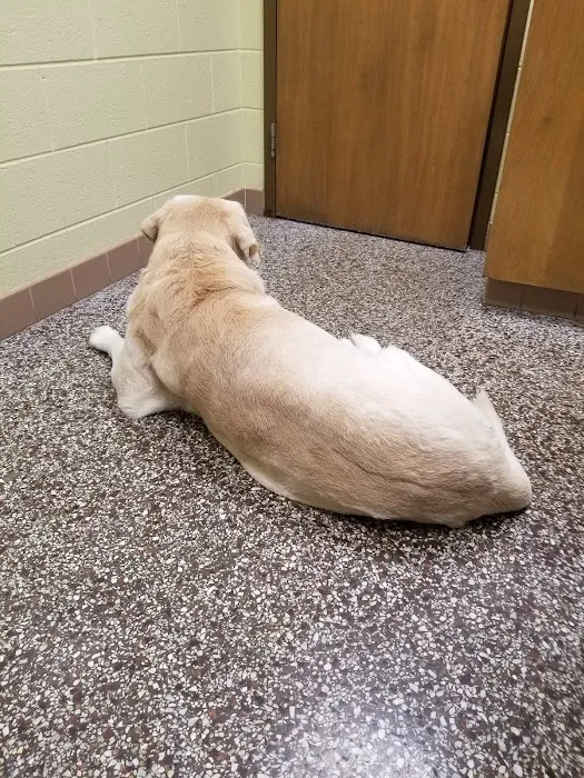Imlay City Veterinary Clinic 8