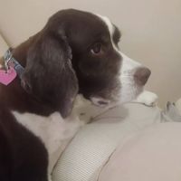 Arborview Veterinary Clinic: Persia Kimber L DVM ico