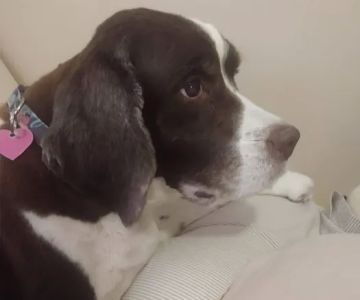 Arborview Veterinary Clinic: Persia Kimber L DVM