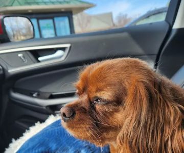Thumb Veterinary Services
