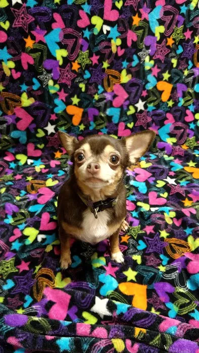 A Town & Country Animal Clinic 8