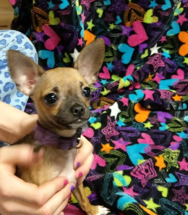 A Town & Country Animal Clinic 9