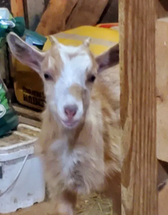 All Creatures Veterinary Service 9