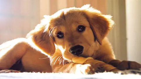 All Creatures Veterinary Service 1