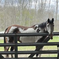 Metamora Complete Equine Vet ico